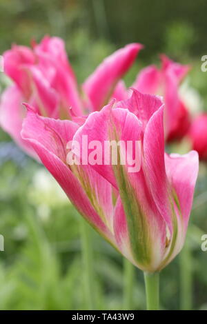 Tulipa 'Florosa'. Grand, élégant de fleurs d'Florosa tulip dans un jardin Banque D'Images