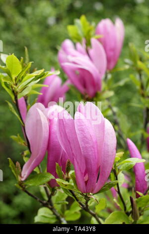 Magnolia 'Susan'. Fleurs rose profond de Magnolia 'Susan'. Aga Banque D'Images