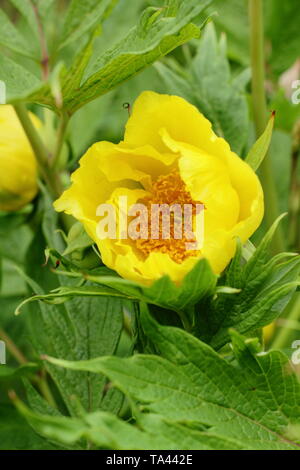 Paeonia lutea var. ludlowii. Fleurs éclatantes papyracée de pivoine arbustive 'Lutea' dans un jardin de printemps - UK Banque D'Images