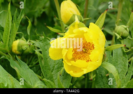 Paeonia lutea var. ludlowii. Fleurs éclatantes papyracée de pivoine arbustive 'Lutea' dans un jardin de printemps - UK Banque D'Images