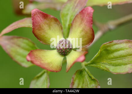 Cornus kousa Satomi 'Miss'. Les bractées de Japonais à fleurs arbre cornouiller - UK. Aga Banque D'Images