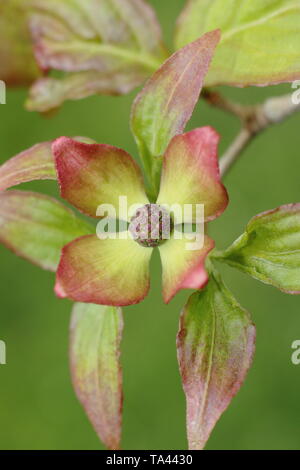 Cornus kousa Satomi 'Miss'. Les bractées de Japonais à fleurs arbre cornouiller - UK. Aga Banque D'Images