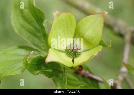 Bractées de Cornus 'Venus' - un hybride entre Cornus nutallii et Cornus kousa var. chinensis. Aga Banque D'Images