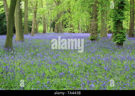 Renishaw Hall and gardens, Derbyshire, Royaume-Uni. Bluebells (hyacinthoides scripta) dans le jardin boisé dans le Derbyshire UK Banque D'Images