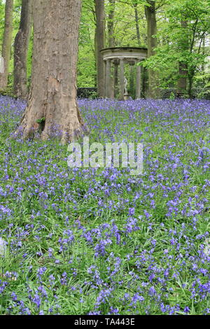 Renishaw Hall, Derbyshire, Royaume-Uni. Bluebells dans le jardin boisé entourant le temple classique de Diana à Renishaw Hall and gardens, Derbyshire, Royaume-Uni Banque D'Images