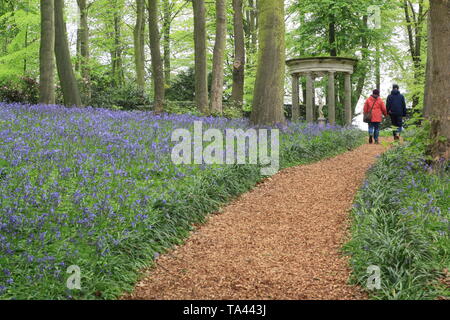 Renishaw Hall, Derbyshire, Royaume-Uni. Bluebells dans le jardin boisé entourant le temple classique de Diana à Renishaw Hall and gardens, Derbyshire, Royaume-Uni Banque D'Images