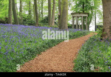 Renishaw Hall, Derbyshire, Royaume-Uni. Bluebells dans le jardin boisé entourant le temple classique de Diana à Renishaw Hall and gardens, Derbyshire, Royaume-Uni Banque D'Images