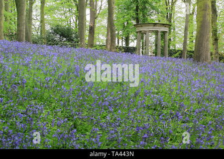 Renishaw Hall, Derbyshire, Royaume-Uni. Bluebells dans le jardin boisé entourant le temple classique de Diana à Renishaw Hall and gardens, Derbyshire, Royaume-Uni Banque D'Images