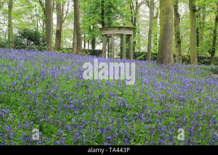 Renishaw Hall, Derbyshire, Royaume-Uni. Bluebells dans le jardin boisé entourant le temple classique de Diana à Renishaw Hall and gardens, Derbyshire, Royaume-Uni Banque D'Images