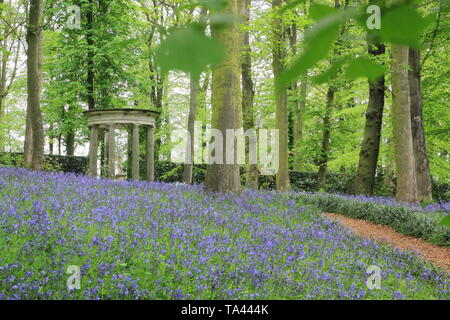 Renishaw Hall, Derbyshire, Royaume-Uni. Bluebells dans le jardin boisé entourant le temple classique de Diana à Renishaw Hall and gardens, Derbyshire, Royaume-Uni Banque D'Images