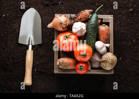 Boîte en bois avec des produits frais et de récolte sur le sol avec une pelle de jardinage Banque D'Images