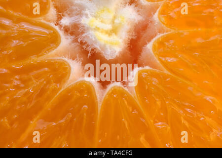 Tranches de mandarin close-up full frame macro photo avec une grande profondeur de champ fond d'agrumes Banque D'Images