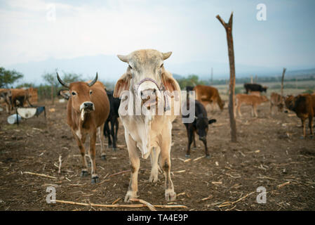 Les vaches à la ferme. L'élevage de bétail de Brahman, l'agriculture et l'élevage. Teotitlan del Valle, l'État de Oaxaca, Mexique. Mai 2019 Banque D'Images