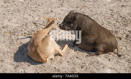 Un cochon avec renflement et un faon, de grands amis à une ferme d'agrément. Banque D'Images