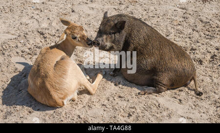 Un cochon avec renflement et un faon, de grands amis à une ferme d'agrément. Banque D'Images