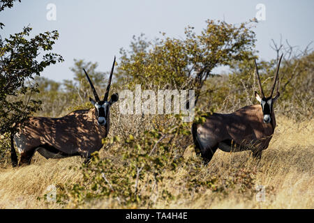 Deux oryx ou une paire de oryx face caméra tout droit, dans le parc national d'Etosha, Namibie, Afrique Banque D'Images