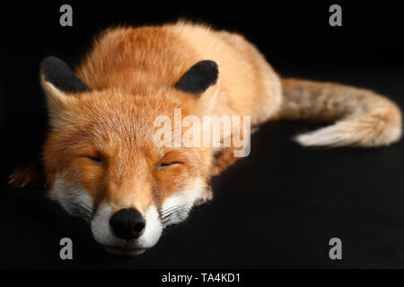 Funny Cute fox sur fond sombre Banque D'Images