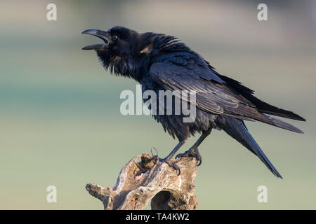 Grand corbeau (Corvus corax), sur une ligne dans la prairie de l'Estrémadure, Espagne. Banque D'Images