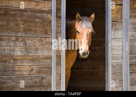 Un cheval de couleur marron se trouve à la porte d'une grange dans la région de Hayden, de l'Idaho. Banque D'Images