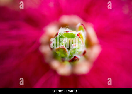 Plan macro sur la tête de Callistemon au printemps fleurs Banque D'Images