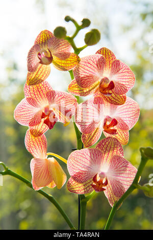 Concept Floral. Astuces d'orchidées. Comment prendre soin des orchidées à l'intérieur. La plupart des plantes communément cultivées. Fleurs orchidées close up. Orchidée fleur fleur rose et jaune. Orchidée Phalaenopsis. Banque D'Images