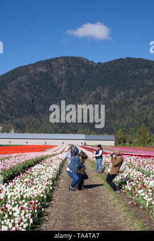 Chilliwack, CANADA - LE 20 AVRIL 2019 : les gens de la prise de vue à la Chilliwack en Colombie-Britannique du Festival des tulipes Banque D'Images