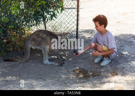 Petit enfant assis sur le sol et l'alimentation kangourou australien Banque D'Images