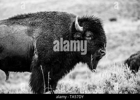 Bison américain en noir et blanc de Yellowstone Banque D'Images