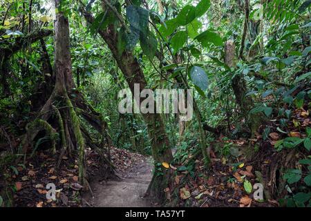Sentier de randonnée à travers la végétation tropicale dans la forêt tropicale, Parc National Volcan Arenal, Parque Nacional Volcan Arenal, Province d'Alajuela, Costa Rica Banque D'Images