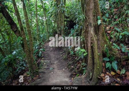 Sentier de randonnée à travers la végétation tropicale dans la forêt tropicale, Parc National Volcan Arenal, Parque Nacional Volcan Arenal, Province d'Alajuela, Costa Rica Banque D'Images