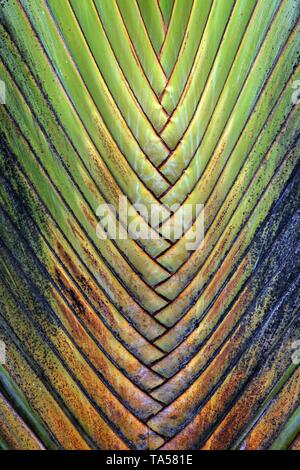 Tronc de l'arbre du voyageur, Ravenala madagascariensis (palmier), vue de détail, la Fortune, province d'Alajuela, Costa Rica Banque D'Images