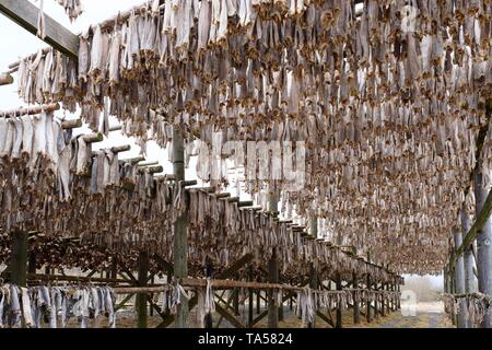 La morue, le stockfish, têtes de poisson accroché sur des supports en bois pour le séchage, Svolvær, Austvagoy, Lofoten, Norvège Banque D'Images