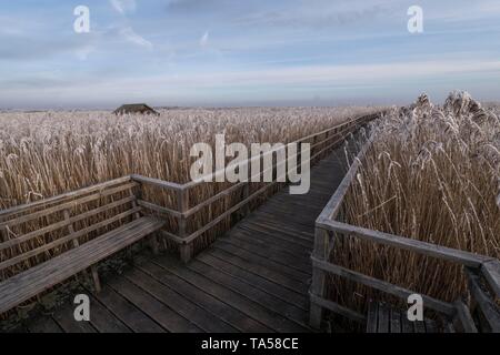 Passerelle en bois en hiver, le givre, la réserve naturelle du lac Federsee, Bad Buchau, Baden-Wurttemberg, Allemagne Banque D'Images