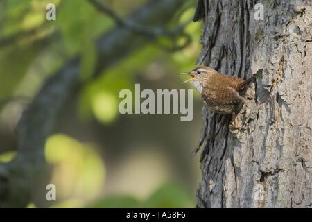 Troglodyte mignon (Troglodytes troglodytes), demandant au tronc de l'arbre, chant, Hesse, Allemagne Banque D'Images