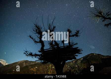 Ciel étoilé sur arbre dans l'Himalaya en Inde Banque D'Images