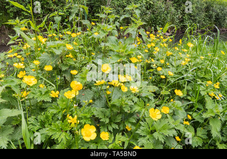 La renoncule rampante (Ranunculus repens, AKA Creeping crowfoot & Sitfast) au printemps en Angleterre, Royaume-Uni. Renoncules jaunes. Banque D'Images