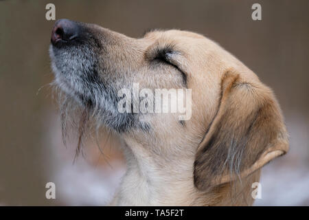 Un chien peut être votre meilleur ami Banque D'Images