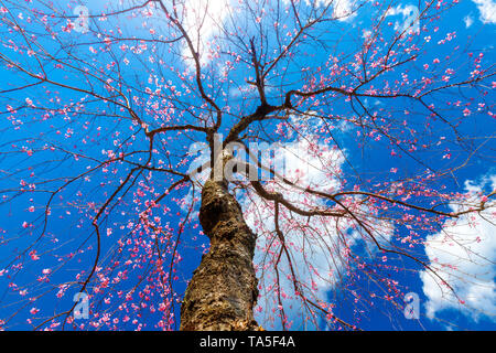 Vue dynamique à partir de ci-dessous d'un cerisier en fleurs arbre japonais sous un ciel bleu profond. Banque D'Images