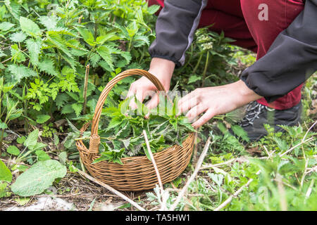 La récolte de l'agriculteur bio - feuilles d'ortie dans le panier de Banque D'Images