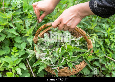 La récolte de l'agriculteur les orties. La récolte d'herbes fraîches. Feuilles d'orties dans le panier. Plante médicinale. Banque D'Images