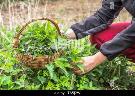 La récolte de l'agriculteur bio - feuilles de l'ortie dans dans le panier. La cueillette des orties vert au printemps. Banque D'Images