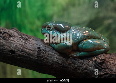 Grenouille d'arbre splendide sur une branche portrait Banque D'Images