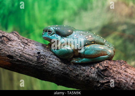 Grenouille d'arbre splendide sur une branche portrait Banque D'Images