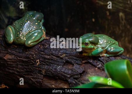 Grenouille d'arbre splendide sur une branche portrait Banque D'Images