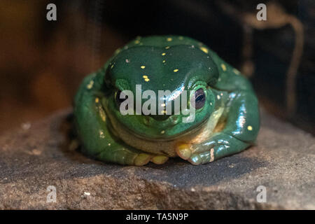 Grenouille d'arbre splendide sur une branche portrait Banque D'Images