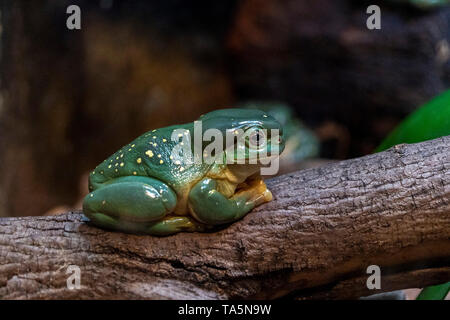 Grenouille d'arbre splendide sur une branche portrait Banque D'Images