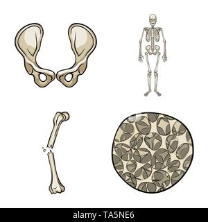 L'appareil locomoteur fracture de hanche,,,ostéoporose,joints,scientifique,la douleur,cell,bassin,biais tissu squelettique,,chirurgie,dommage,sain,conjonctif,body,cartilage,fémur,crâne,ossature,le calcium,joints,fibre musculaire,tendon,jambe,os,,squelette anatomie,des,organes,médical,médecine,clinique,biologie,,set,icône,illustration,isolé,collection,design,élément,graphique,signe,caricature,couleur,vecteurs vecteur , Illustration de Vecteur