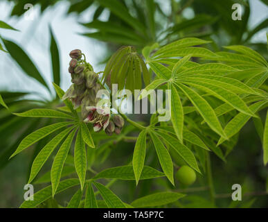 L'arbre le manioc utilisé une source de caoutchouc également connu sous le nom de Manihot glaziovii. Casava Fleurs Banque D'Images