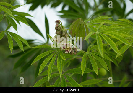 L'arbre le manioc utilisé une source de caoutchouc également connu sous le nom de Manihot glaziovii. Casava Fleurs Banque D'Images