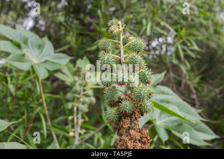 Ricinus communis, communément appelé le ricin. Les semences des plantes médicales Banque D'Images